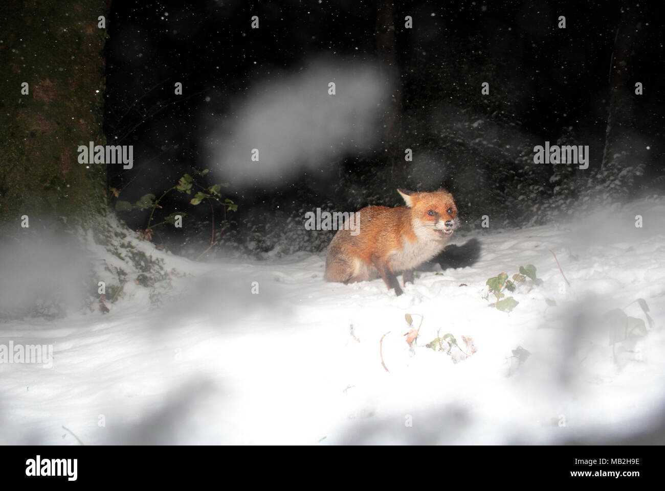 Rotfuchs im Winter Stockfoto