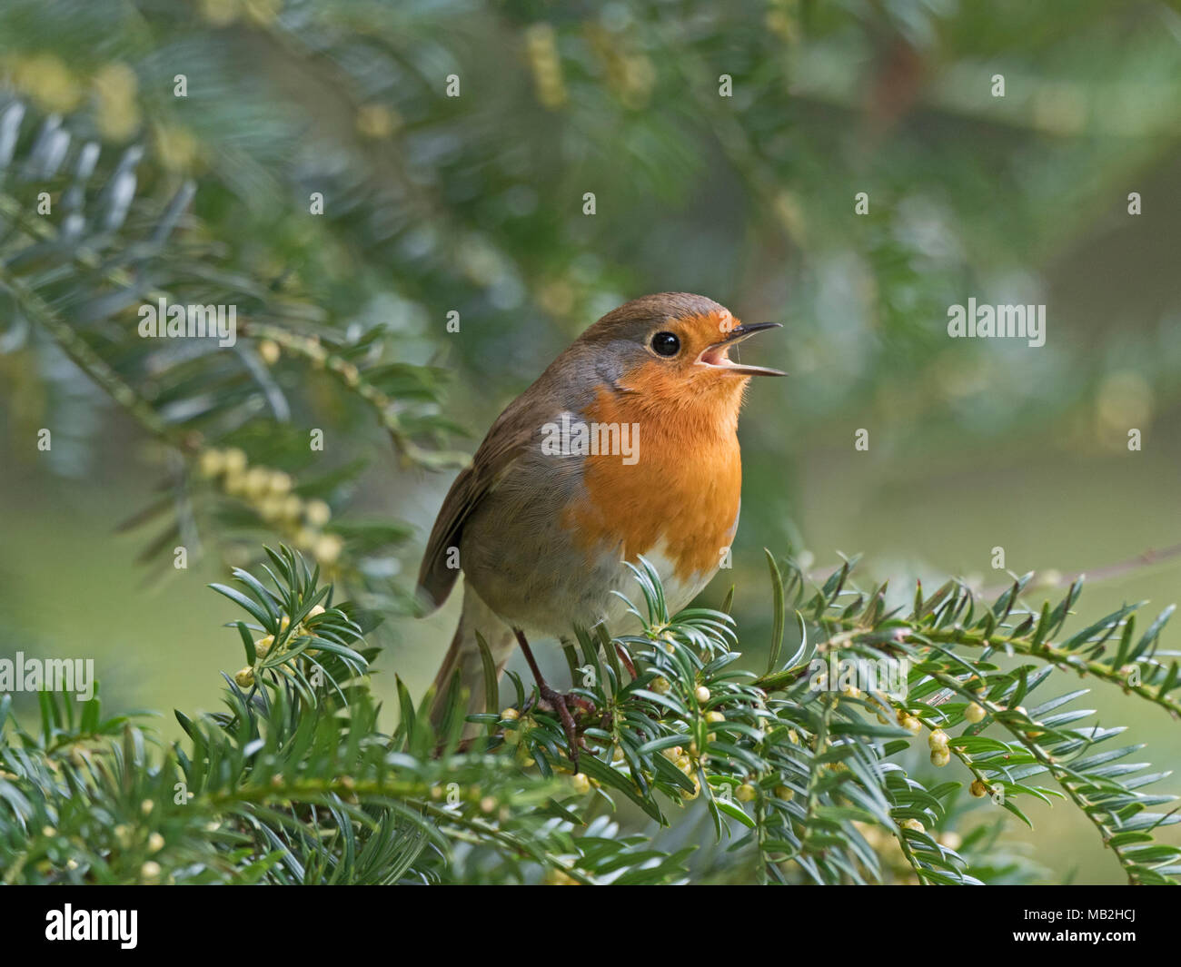Robin Erithacus rubecula in Song in Eibe in Kirchhof in Suffolk Februar Stockfoto