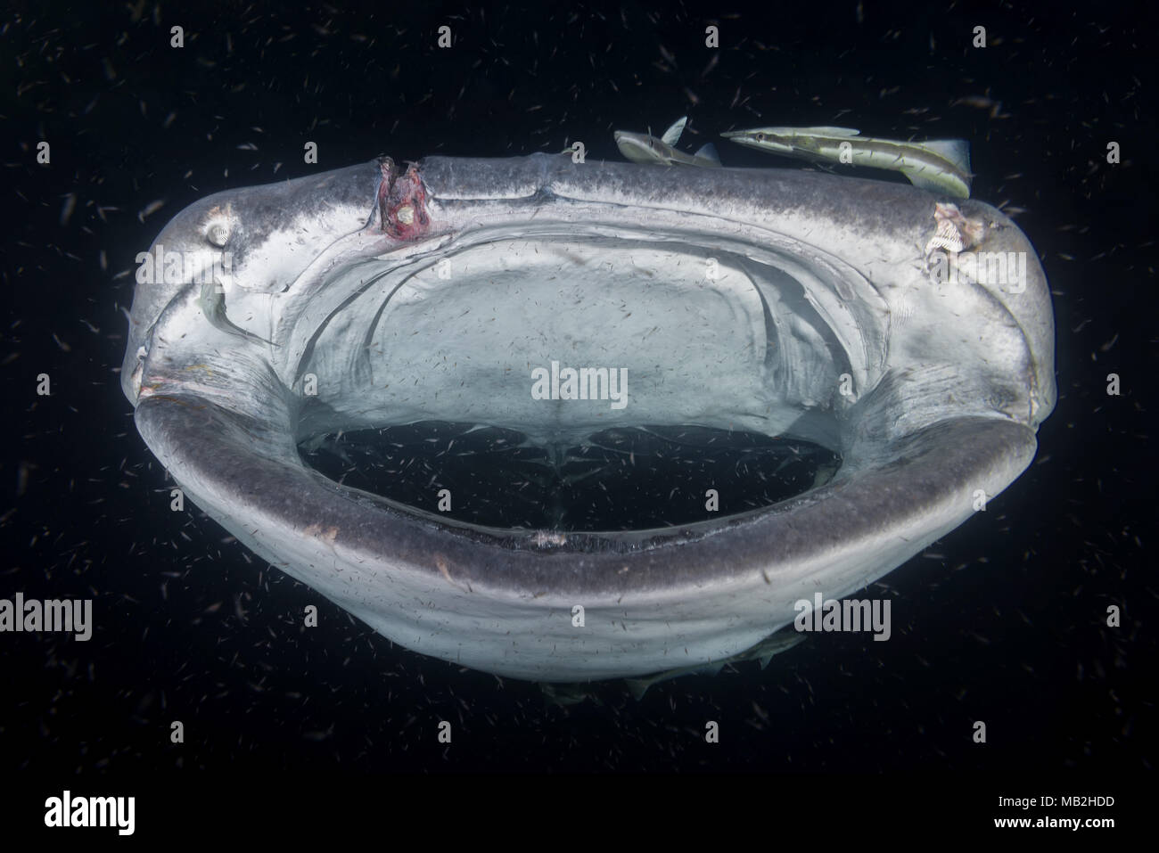 Portrait der Walhai (Firma IPCON typus) Filter - Fütterung Plankton in der Nacht Stockfoto