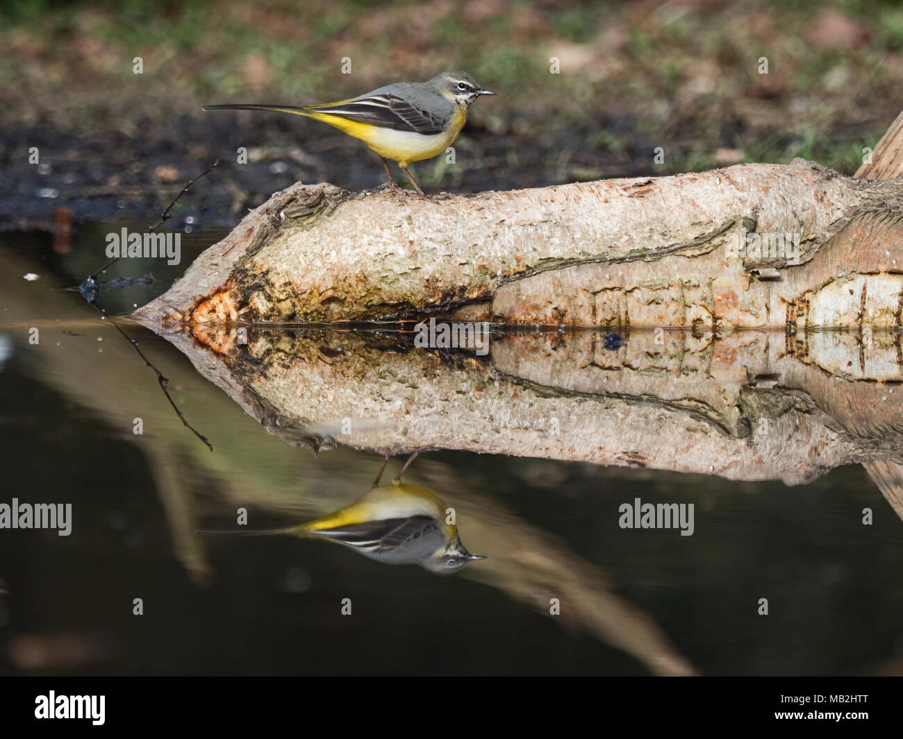 Gebirgsstelze Motacilla cinerea winter Männchen auf dem Rand des Waldes pool North Norfolk Februar Stockfoto