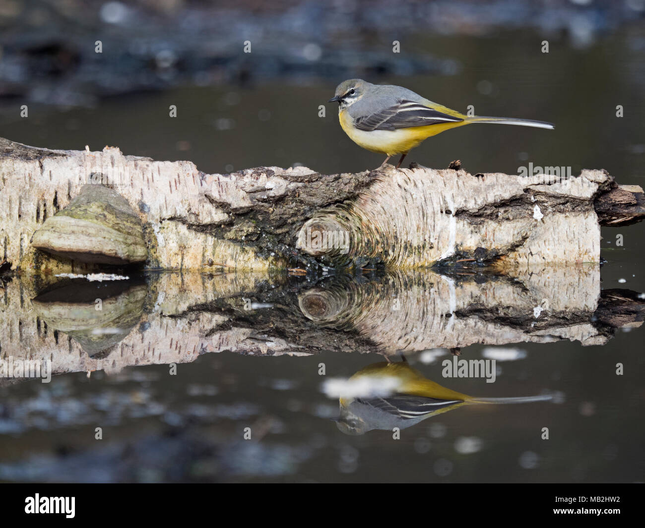 Gebirgsstelze Motacilla cinerea winter Männchen auf dem Rand des Waldes pool North Norfolk Februar Stockfoto