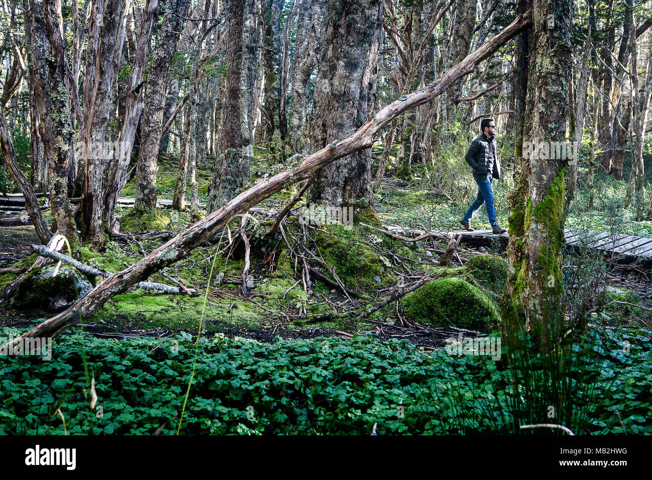 Wanderung. Subantarktische Wald, Mensch die Erkundung des Inneren von Ainsworth Bucht, PN Alberto De Agostini, Feuerland, Patagonien, Chile Stockfoto