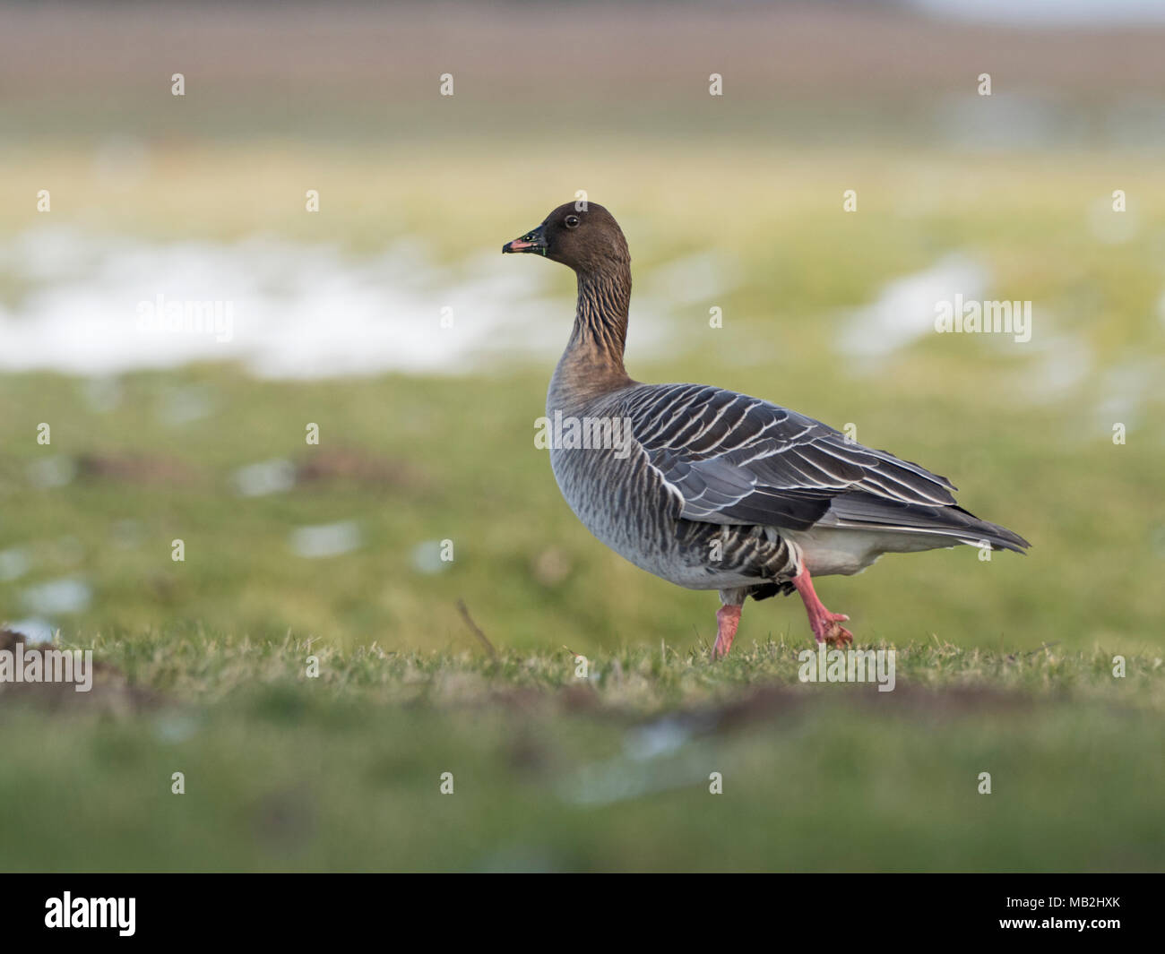 Pink-footed Goose Anser brachyrhynchus Holkham Sümpfe North Norfolk winter Stockfoto