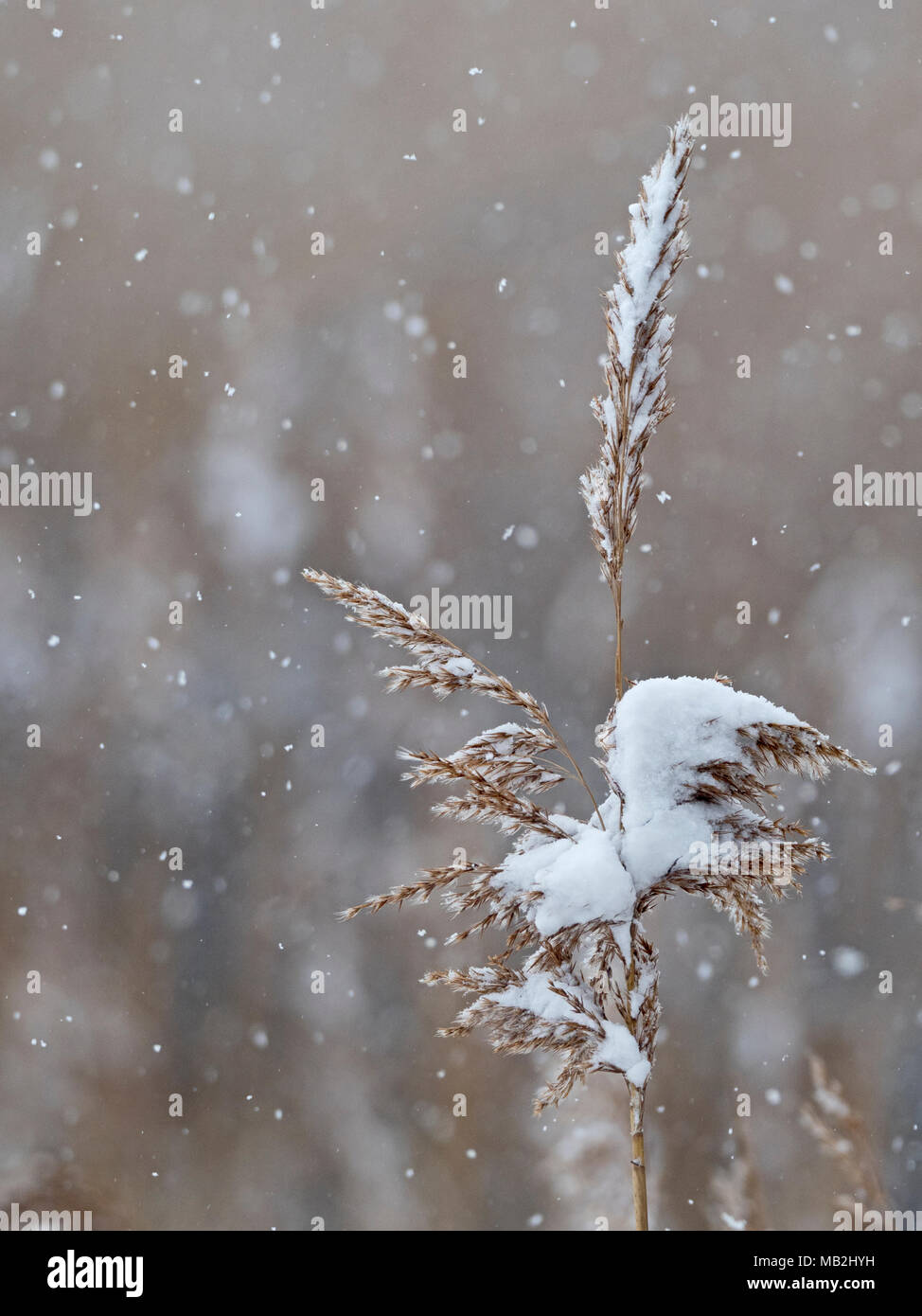 Phragmites Reed im Schnee North Norfolk Februar Stockfoto