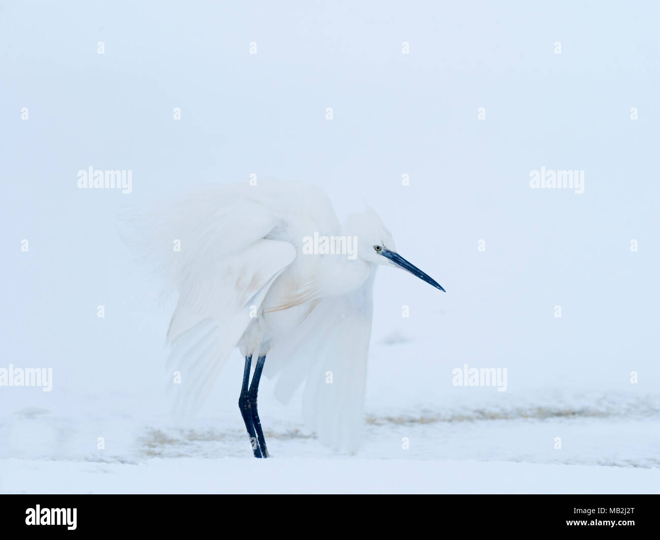 Seidenreiher Egretta garzetta in Frost und Schnee am Salthouse Norfolk Februar Stockfoto