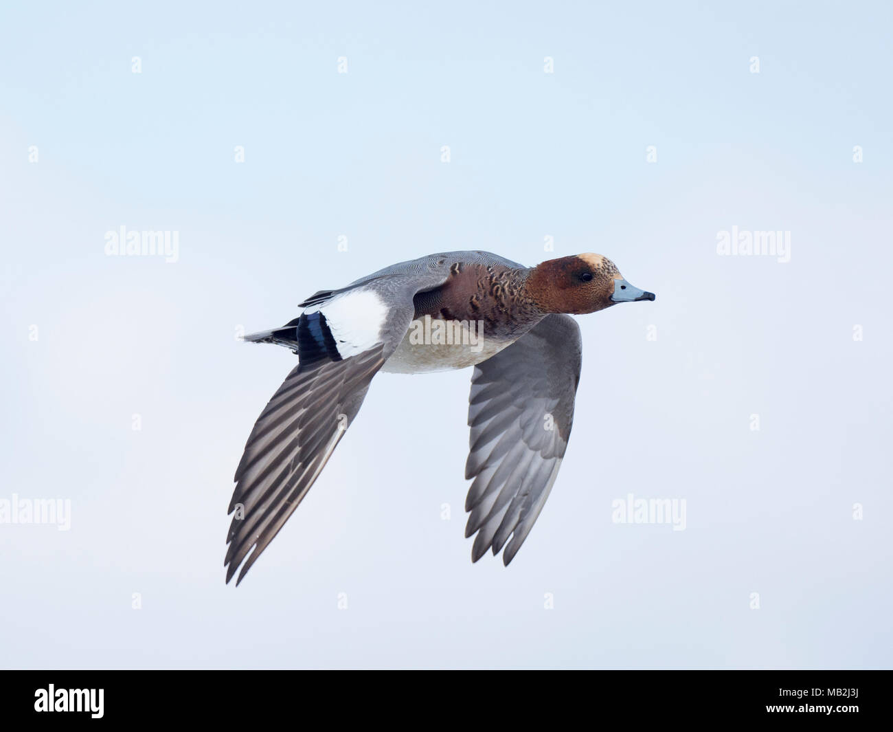 Pfeifente Anas penelope männlichen salthouse Norfolk Februar Stockfoto