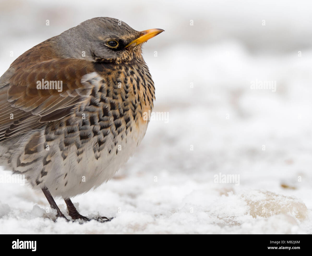 Wacholderdrossel Turdus pilaris im Garten bei Frost mit Schnee auf dem Boden Norfolk Februar Stockfoto