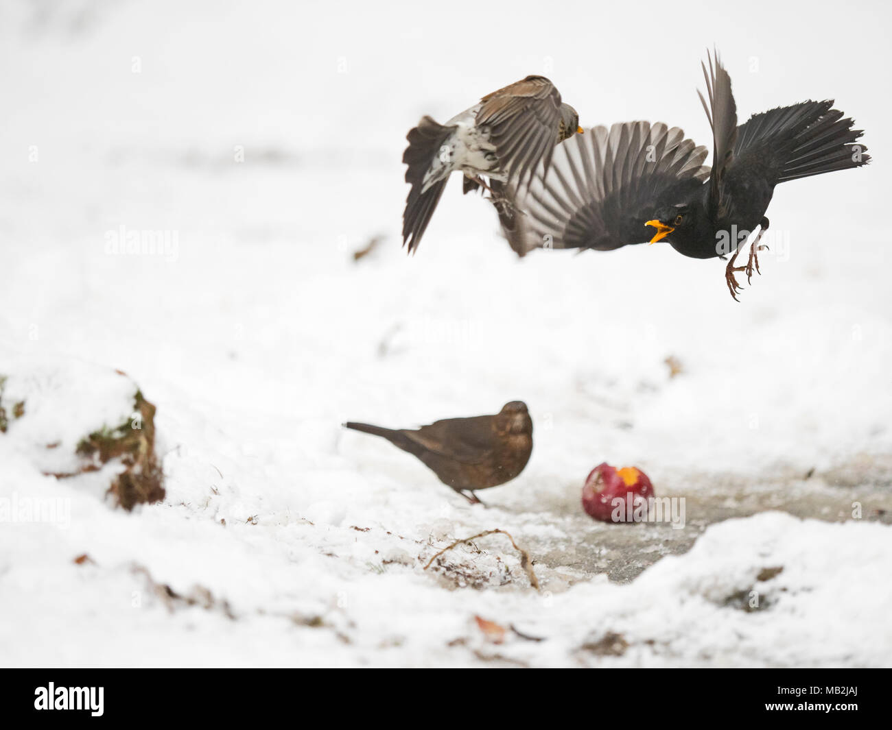 Wacholderdrossel Turdus pilaris kämpfen mit Amsel Turdus merula über Essen im Garten bei Frost mit Schnee auf dem Boden Norfolk Februar Stockfoto