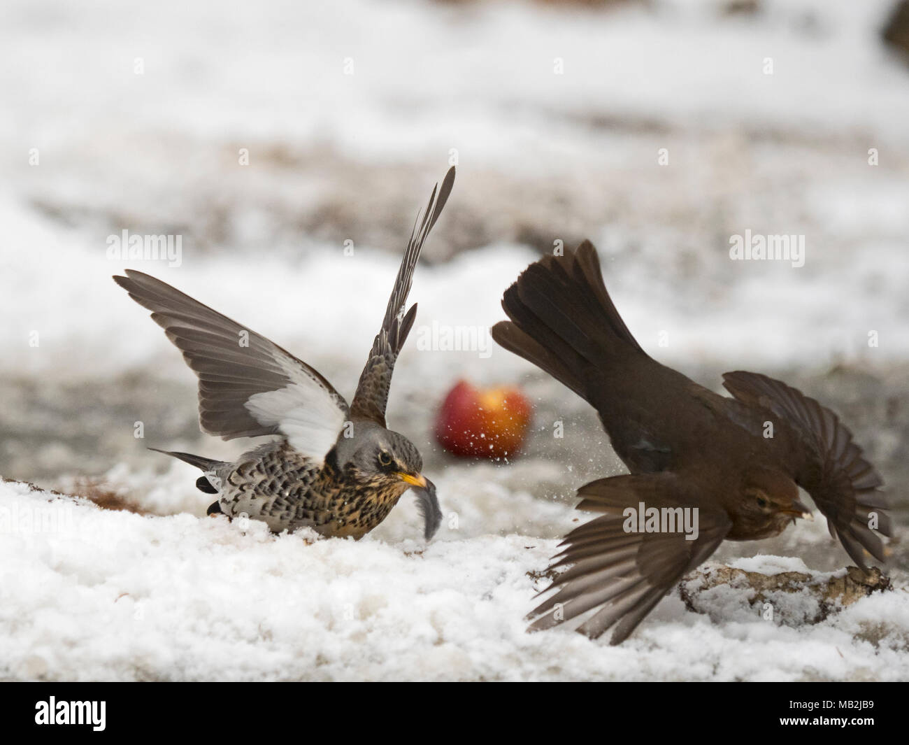 Wacholderdrossel Turdus pilaris kämpfen mit Amsel Turdus merula über Essen im Garten bei Frost mit Schnee auf dem Boden Norfolk Februar Stockfoto
