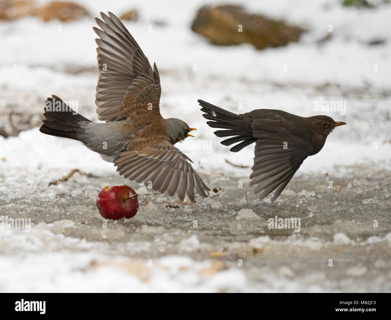 Wacholderdrossel Turdus pilaris kämpfen mit Amsel Turdus merula über Essen im Garten bei Frost mit Schnee auf dem Boden Norfolk Februar Stockfoto