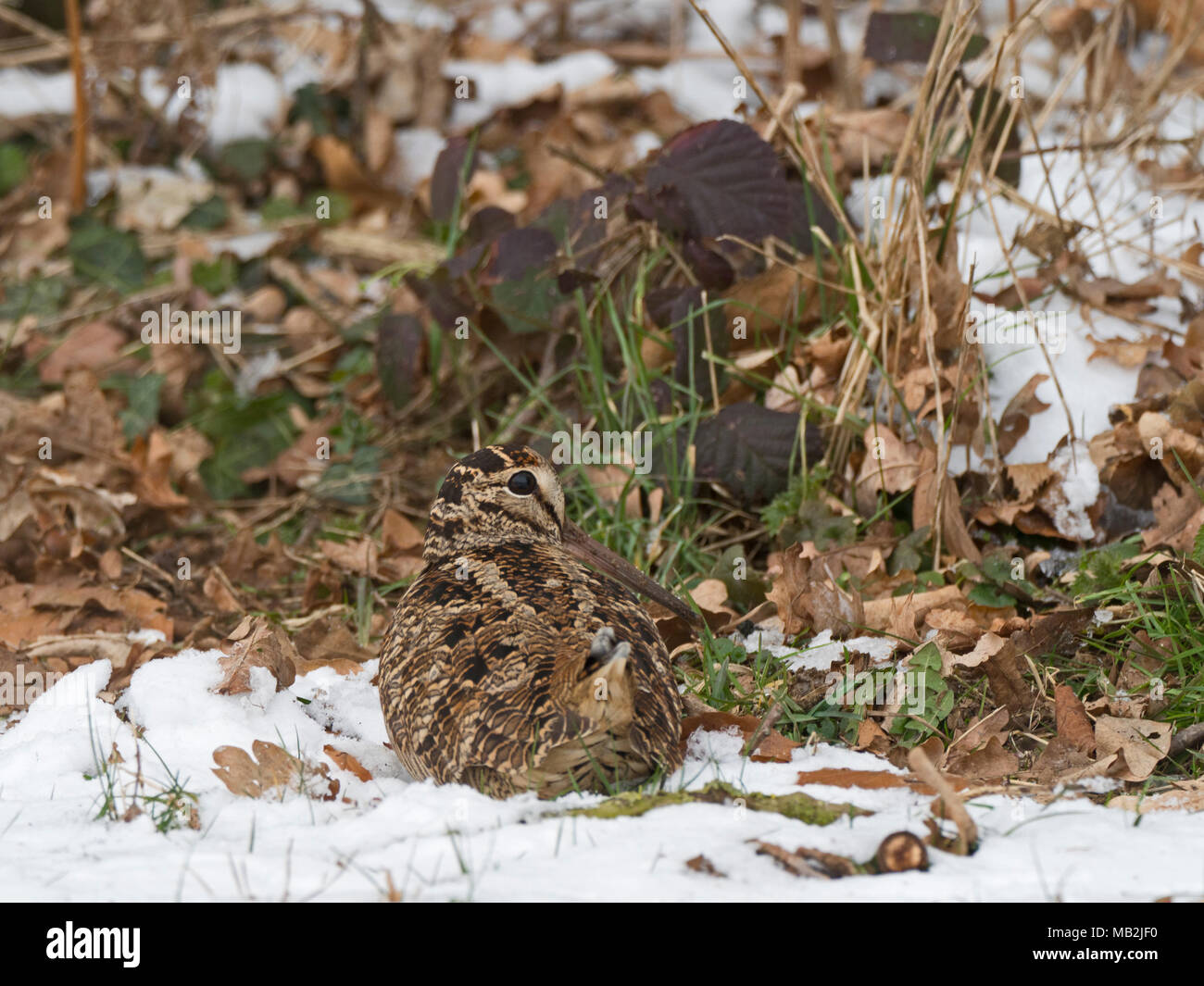 Eurasische Waldschnepfe Scolopax rusticola North Norfolk Februar Stockfoto