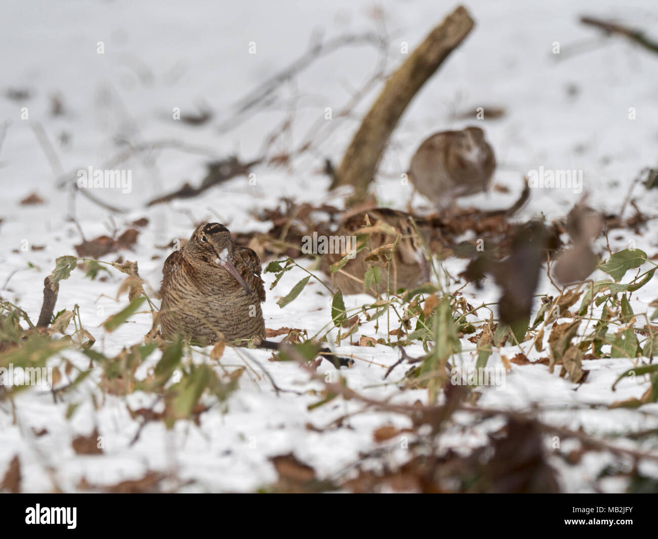 Eurasische Waldschnepfe Scolopax rusticola North Norfolk Februar Stockfoto