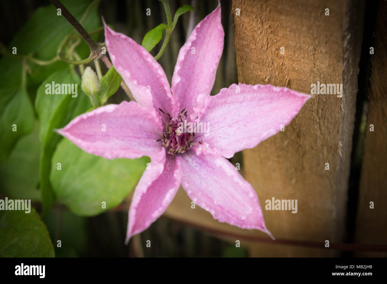 Klettern rosa Clematis jagt eine Unterstützung einer alten Zaun und Mauer in einen Englischen Garten zu verstecken. Stockfoto