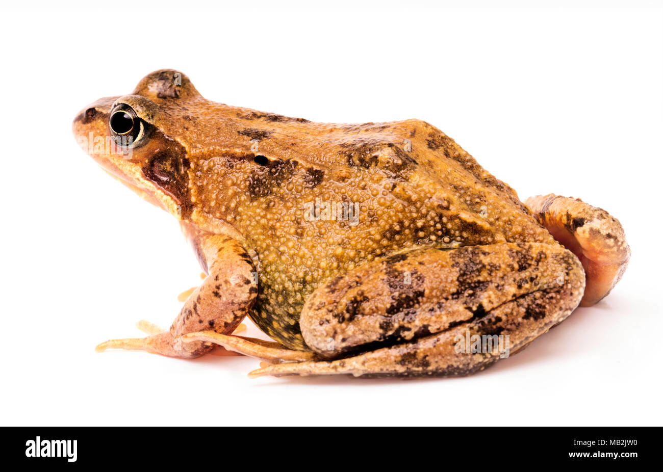 Gemeinsame gras Frog, Rana temporaria. Tier isoliert auf weißem Hintergrund. Stockfoto