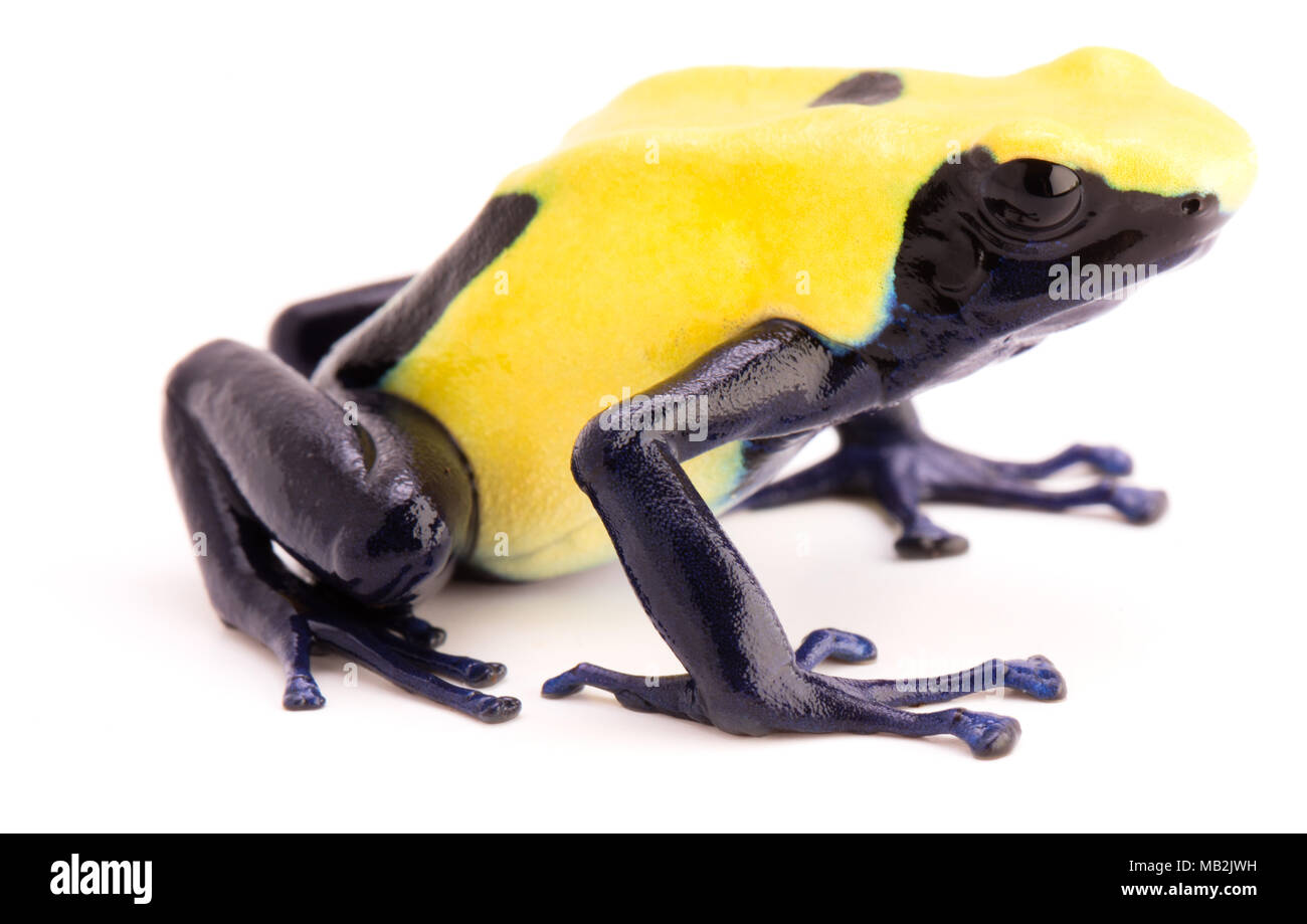 Gelbe poison dart Frog, dendrobates tinctorius, Citronella. Ein giftiges Tier aus dem Amazonas Regenwald isoliert auf Weiss. Stockfoto