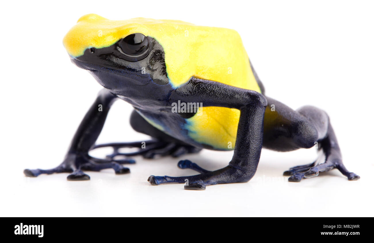Poison dart Frog mit gelber, Dendrobates tinctorius Citronella auf weißem Hintergrund. Ein giftiges Tier aus dem Regenwald des Amazonas von S Stockfoto