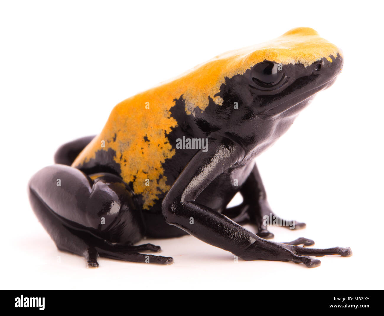 Wieder spritzte Poison dart Frog, Dendrobates galactonotus aus dem Regenwald des Amazonas in Brasilien. Auf weiß Isoliert Stockfoto