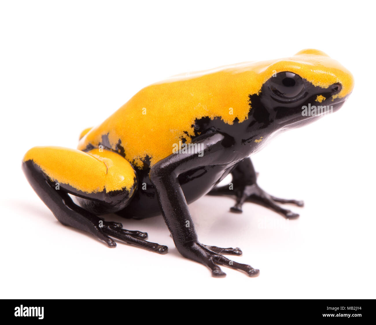 Adelphobates galactonotus, gelb Splash gesichert oder Anti-siphon poison dart Frog. Eine giftige Regenwald Tier aus dem Regenwald des Amazonas in Brasilien. Ich Stockfoto