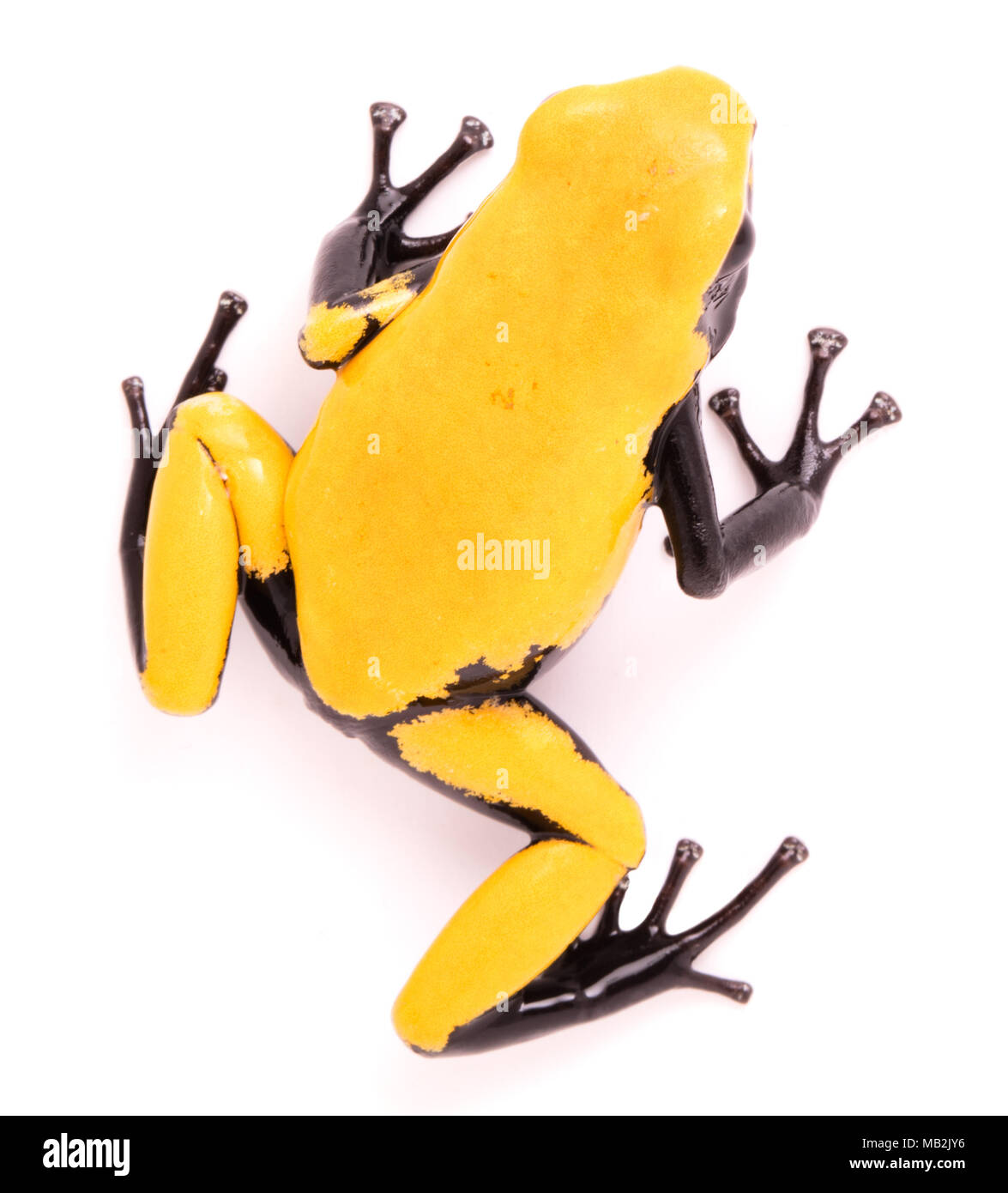 Adelphobates galactonotus, gelb Splash gesichert oder Anti-siphon poison dart Frog. Eine giftige Regenwald Tier aus dem Regenwald des Amazonas in Brasilien. Ich Stockfoto