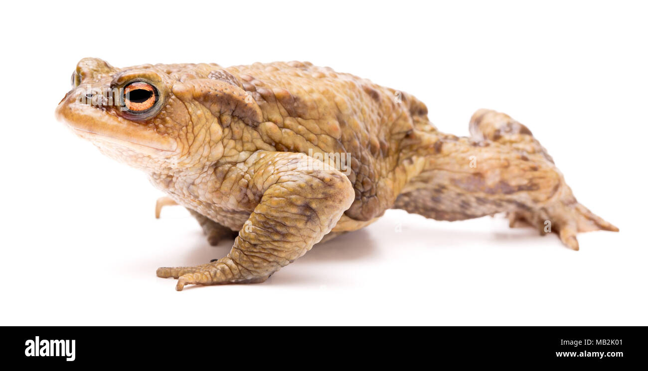 Common toad, Bufo bufo. Schöne amphibian Kriechen auf einem weißen Hintergrund. Stockfoto