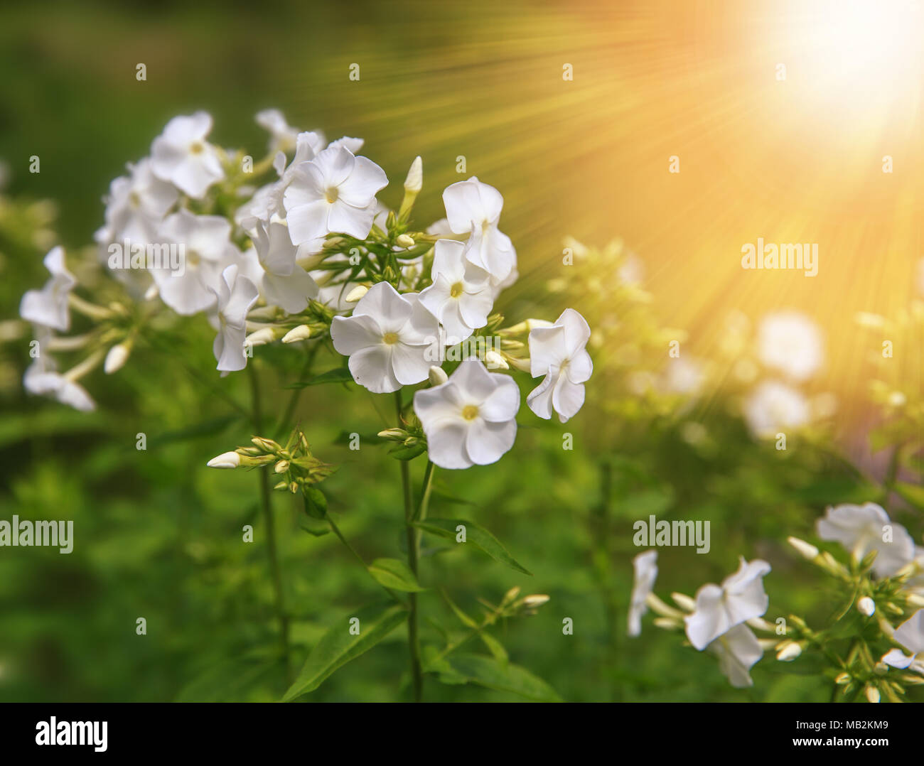 Weißer phlox Blumen close-up durch Sonnenlicht im Garten beleuchtet. Im Frühling oder im Sommer Konzept Stockfoto