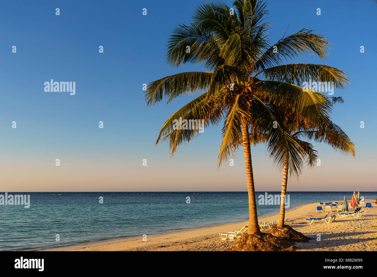 Palmen am Strand von einer tropischen Insel in Kuba (cajo Jutias) Stockfoto