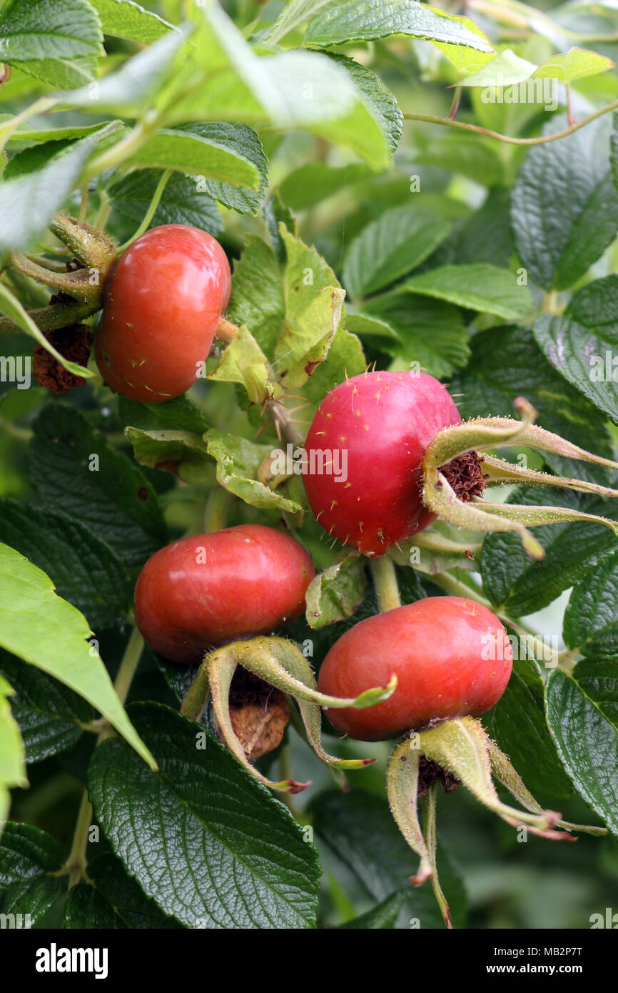 Rosa rugosa Rose Hips Stockfoto