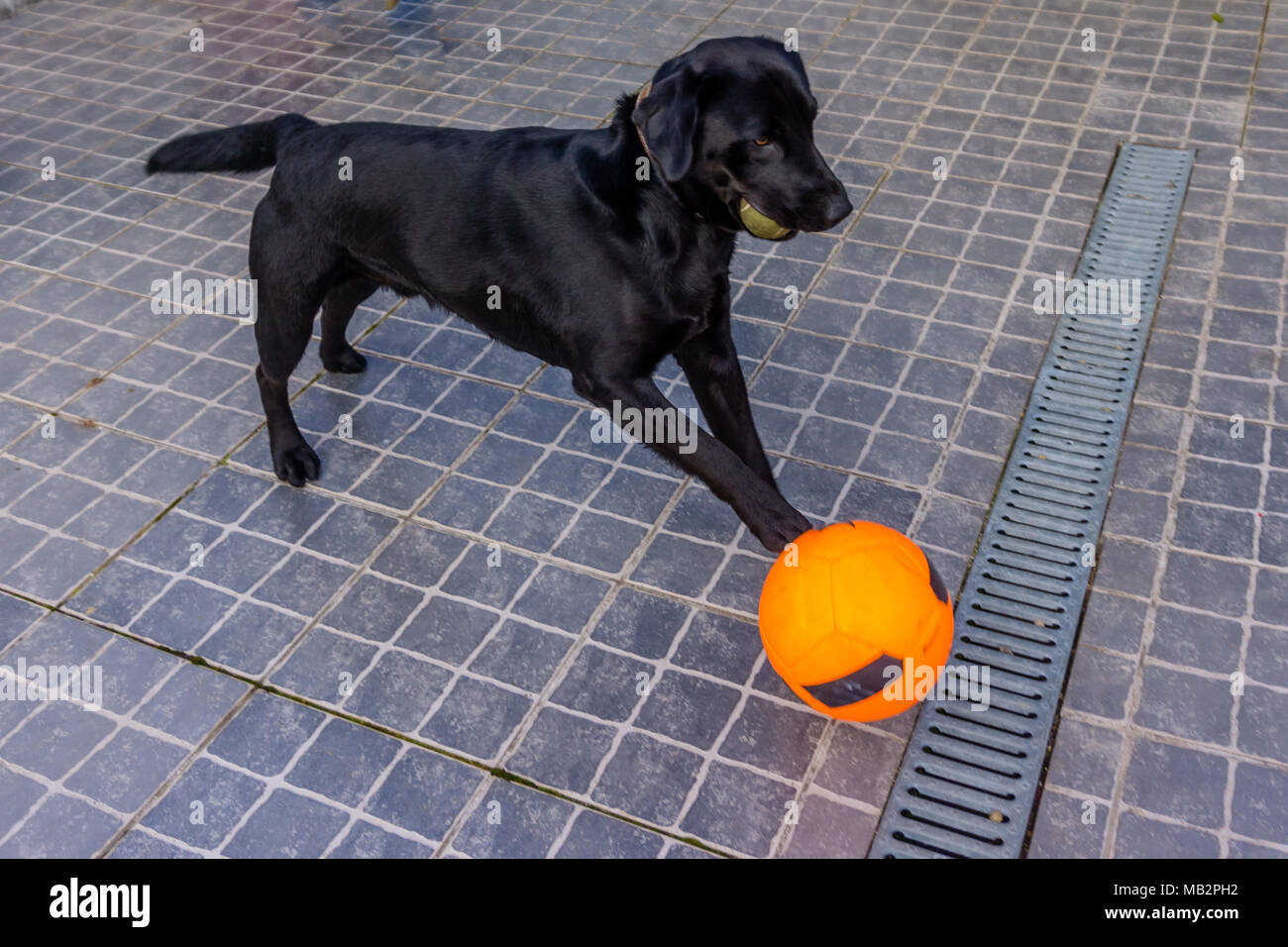 Verspielten schwarzen Labrador Welpen spielt mit Ball im Sommer. Lustig Hund Haustier. Stockfoto