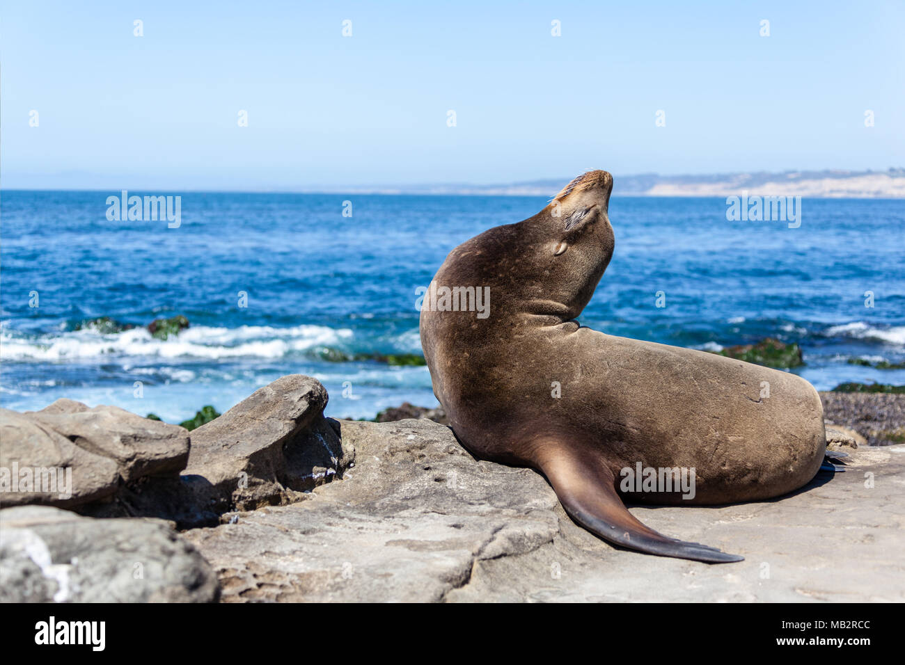 Ein California sea lion Ausruhen am Strand von La Jolla, San Diego, Kalifornien (zalophus californianus). Eine eared Dichtung oder otariid, die Seelöwen sind ein Stockfoto