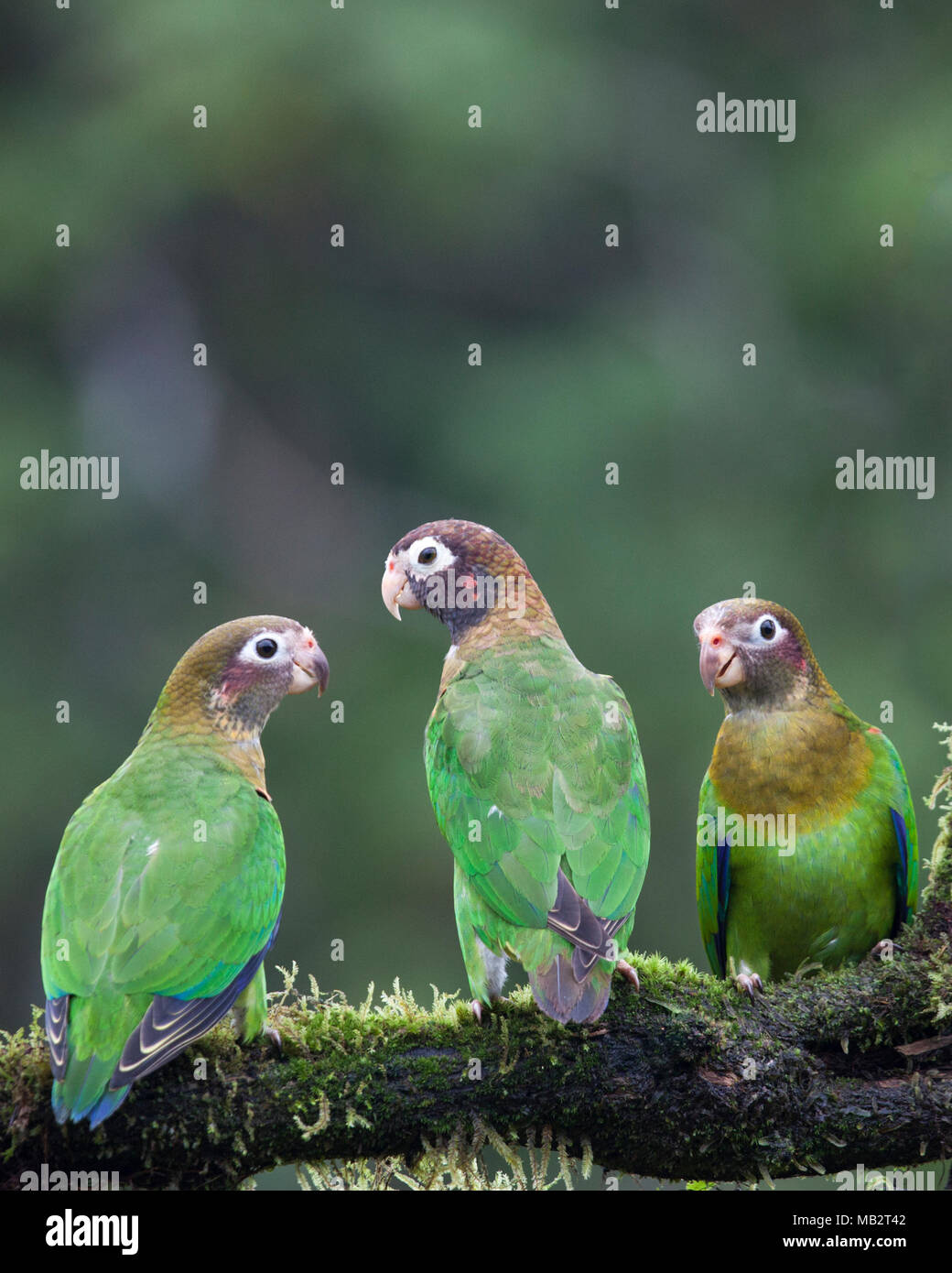 Papageien mit brauner Kapuze (Pyrilia haematotis) scharen sich auf einem Ast Stockfoto