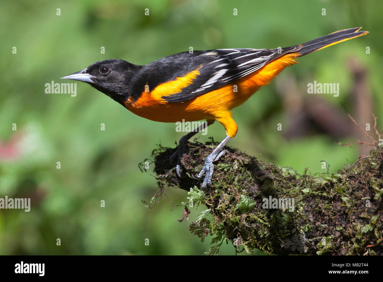 Baltimore Oriole männlichen thront auf Ast (Icterus galbula) Stockfoto