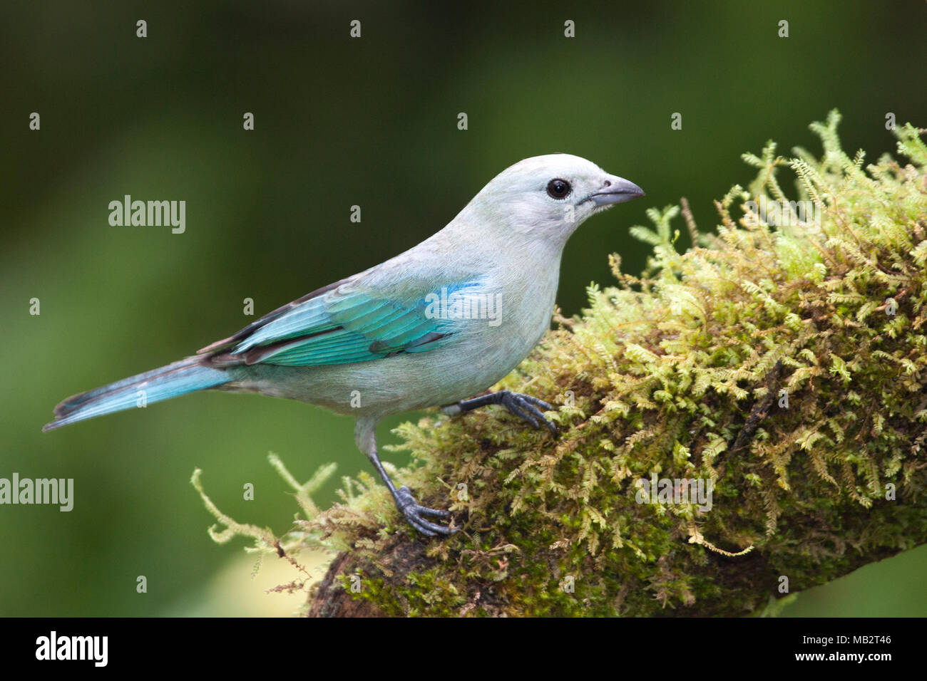 Blaugrauer Tanager (Thraupis-Episkope) hoch oben auf einem Ast im tropischen Wald, Costa Rica Stockfoto