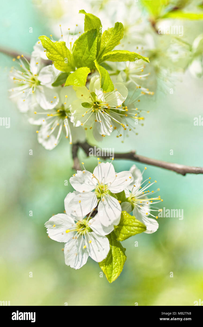 Makroaufnahme der schönen weißen Kirschblüten auf kleinen Zweig auf sonniger Frühlingstag in Europa Stockfoto