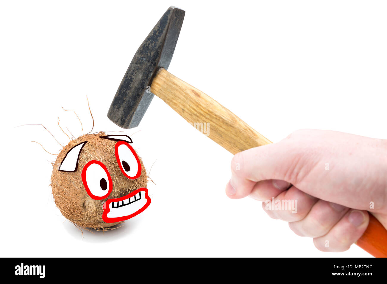 Erschrocken coconut auf weißem Hintergrund. Lustiges Foto von der Eröffnung einer Kokosnuss mit Hammer Stockfoto