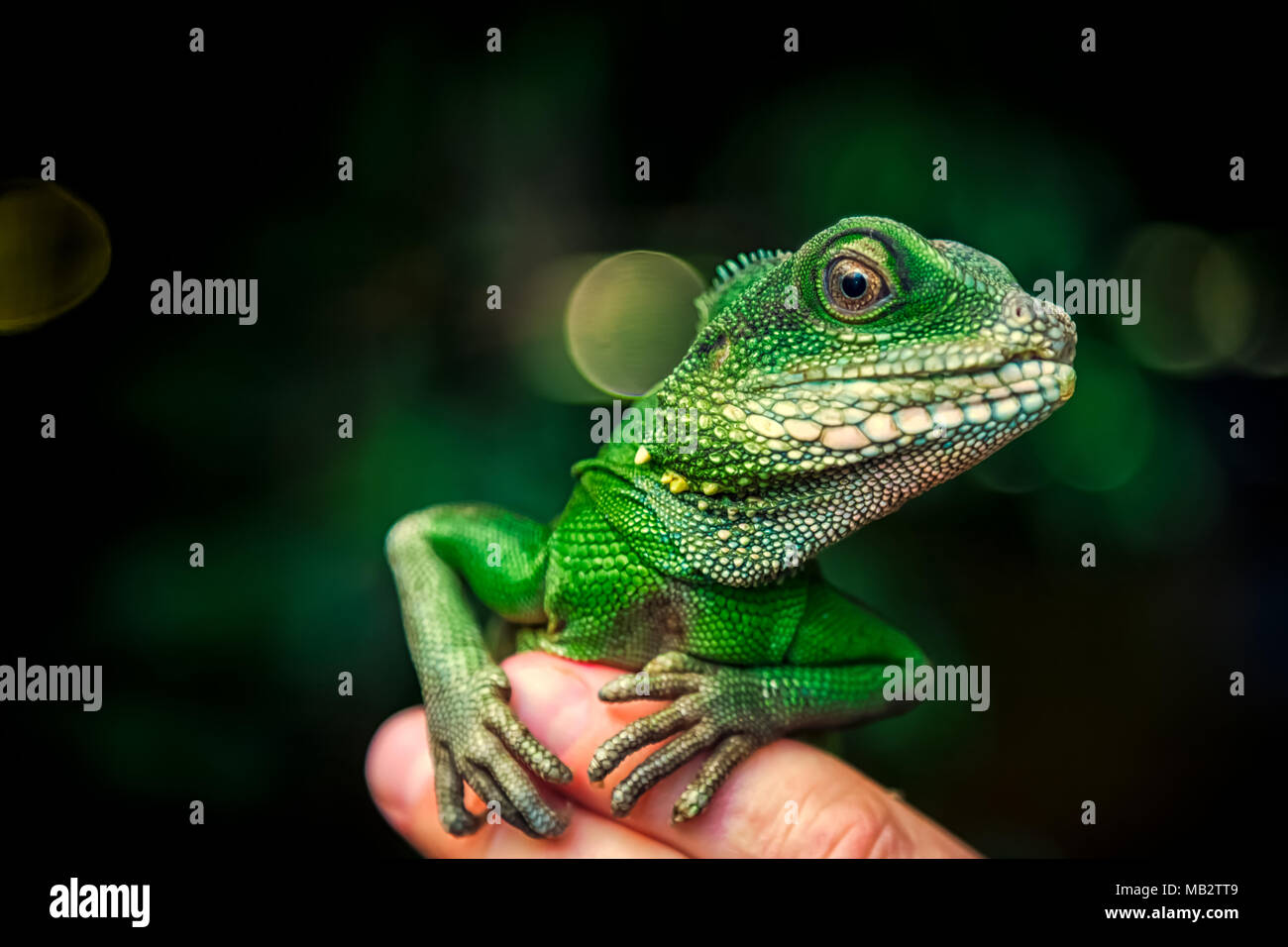 Nahaufnahme eines grünen schöne Echse oder Lacertilia mit großen schwarzen Augen sitzen auf einem Finger Stockfoto