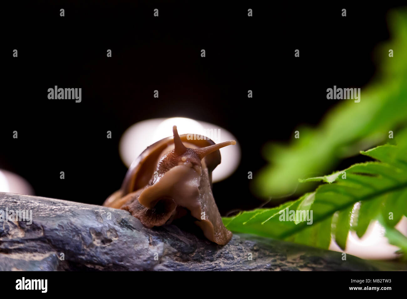 Nahaufnahme einer Zimt Schnecke oder Gastropoda sitzt auf einem Holz- niederlassung in einem Käfig, eine Ansicht von unten Stockfoto