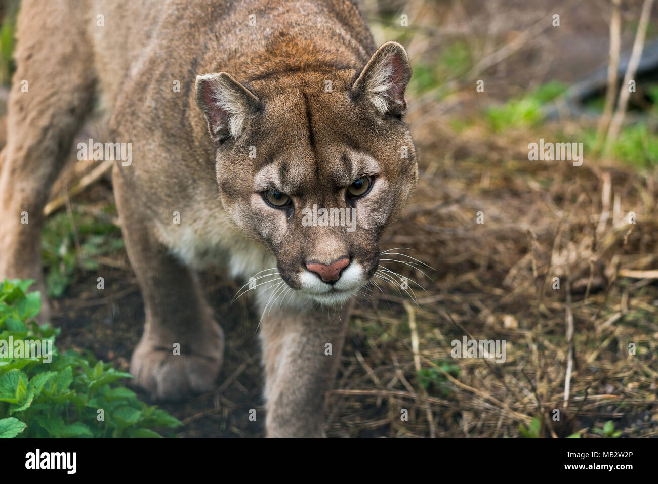 Puma (Puma concolor), eine große Katze vor allem in den Bergen vom  südlichen Kanada gefunden an die Spitze von Südamerika. Auch als Cougar,  Mountain Lion bekannt Stockfotografie - Alamy