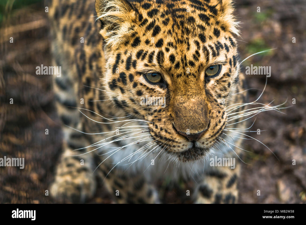 Amur Leopard (Panthera pardus orientalis), ein Leopard Unterart der Primorye Region südöstliches Russland und die Provinz Jilin Der northea Stockfoto