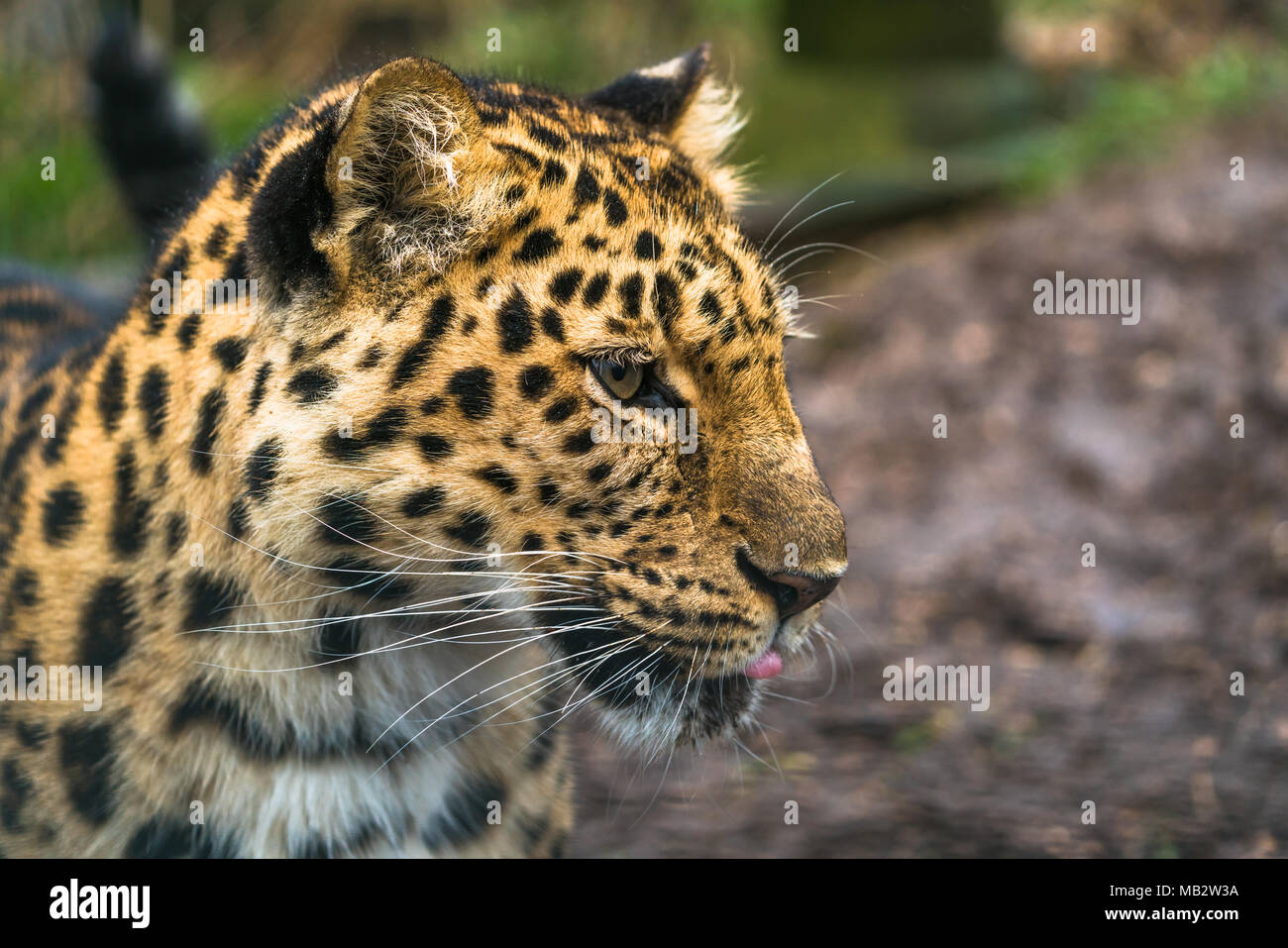 Amur Leopard (Panthera pardus orientalis), ein Leopard Unterart der Primorye Region südöstliches Russland und die Provinz Jilin Der northea Stockfoto