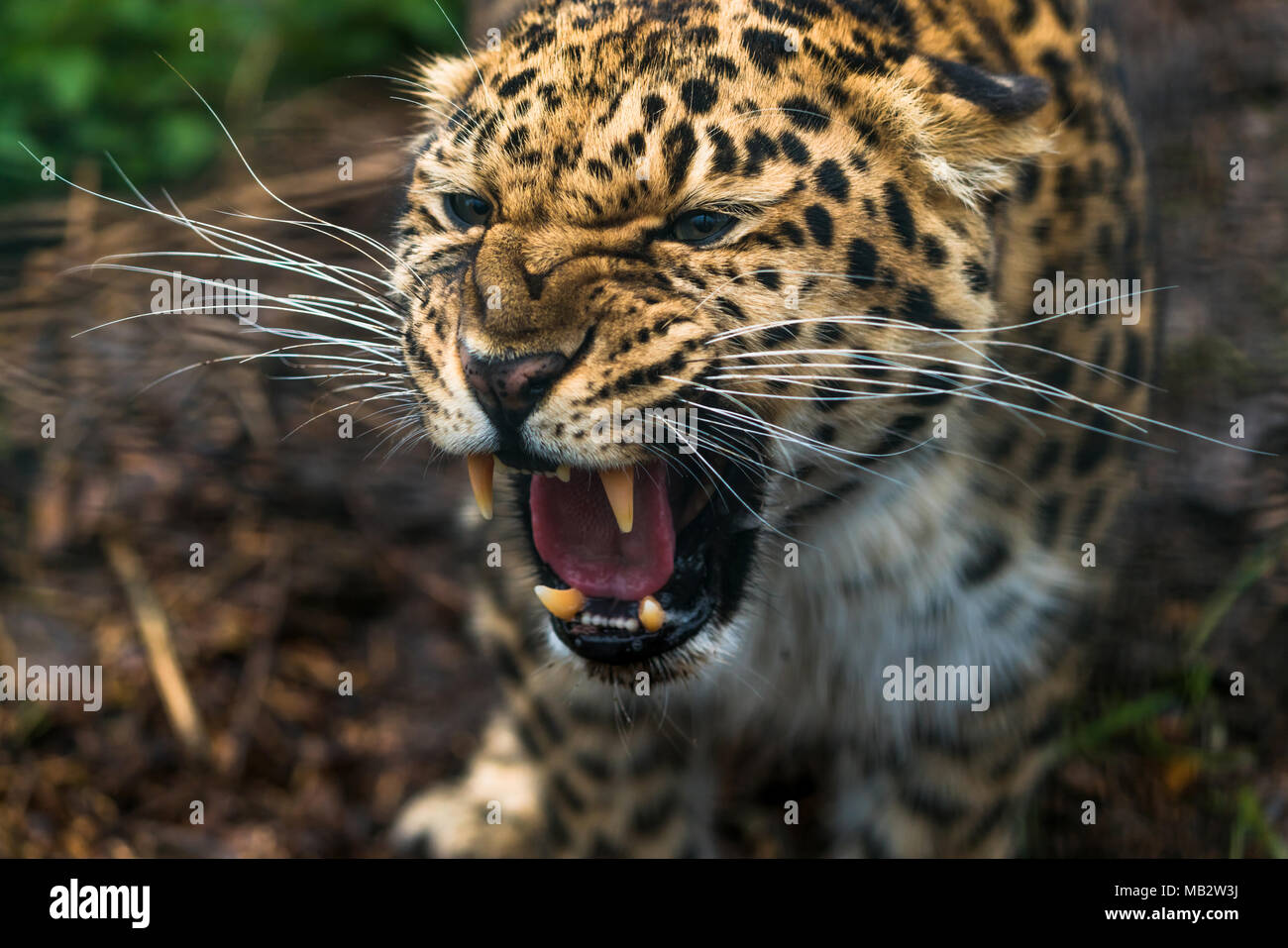 Amur Leopard (Panthera pardus orientalis), ein Leopard Unterart der Primorye Region südöstliches Russland und die Provinz Jilin Der northea Stockfoto