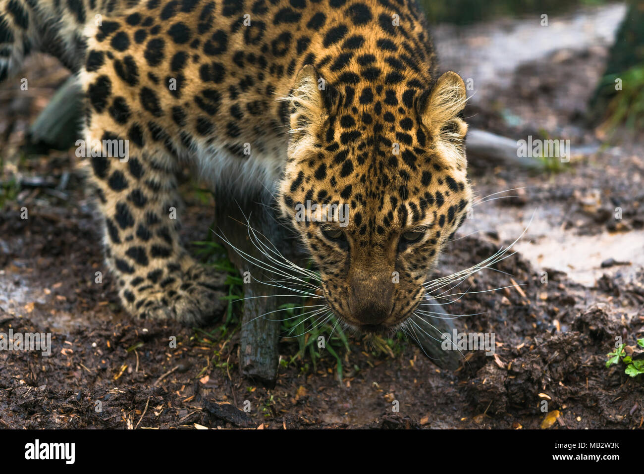 Amur Leopard (Panthera pardus orientalis), ein Leopard Unterart der Primorye Region südöstliches Russland und die Provinz Jilin Der northea Stockfoto