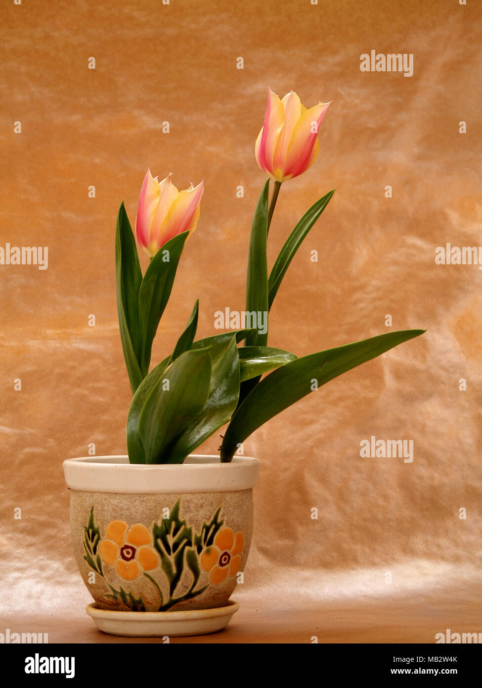 Elegante Tulpen auf dekoriert Pot Stockfoto