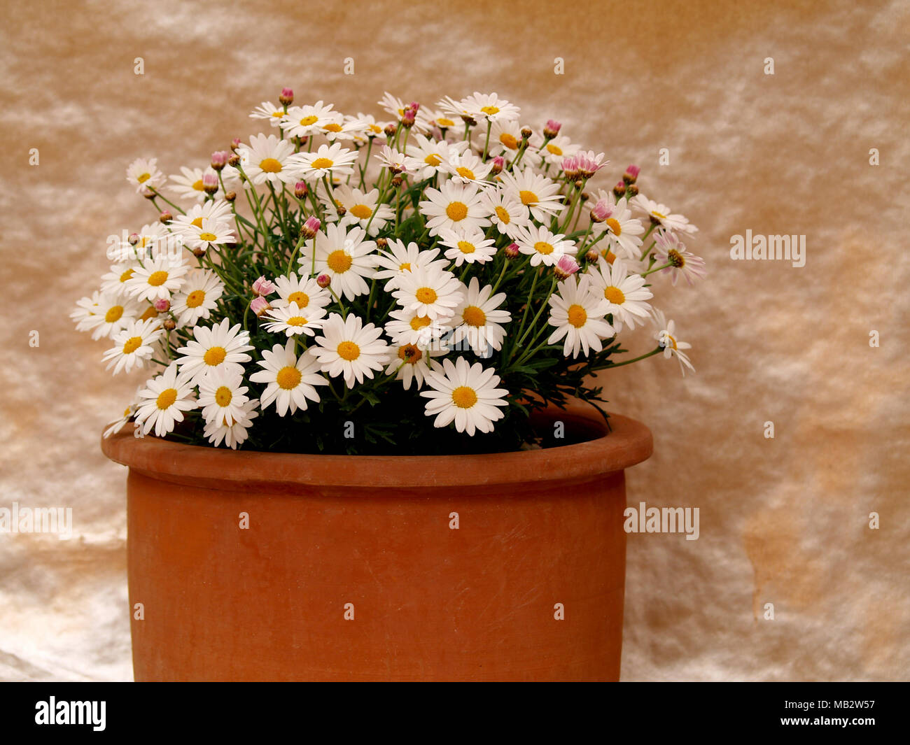 Elegante Gnseblmchen auf einem Topf Stockfotografie - Alamy