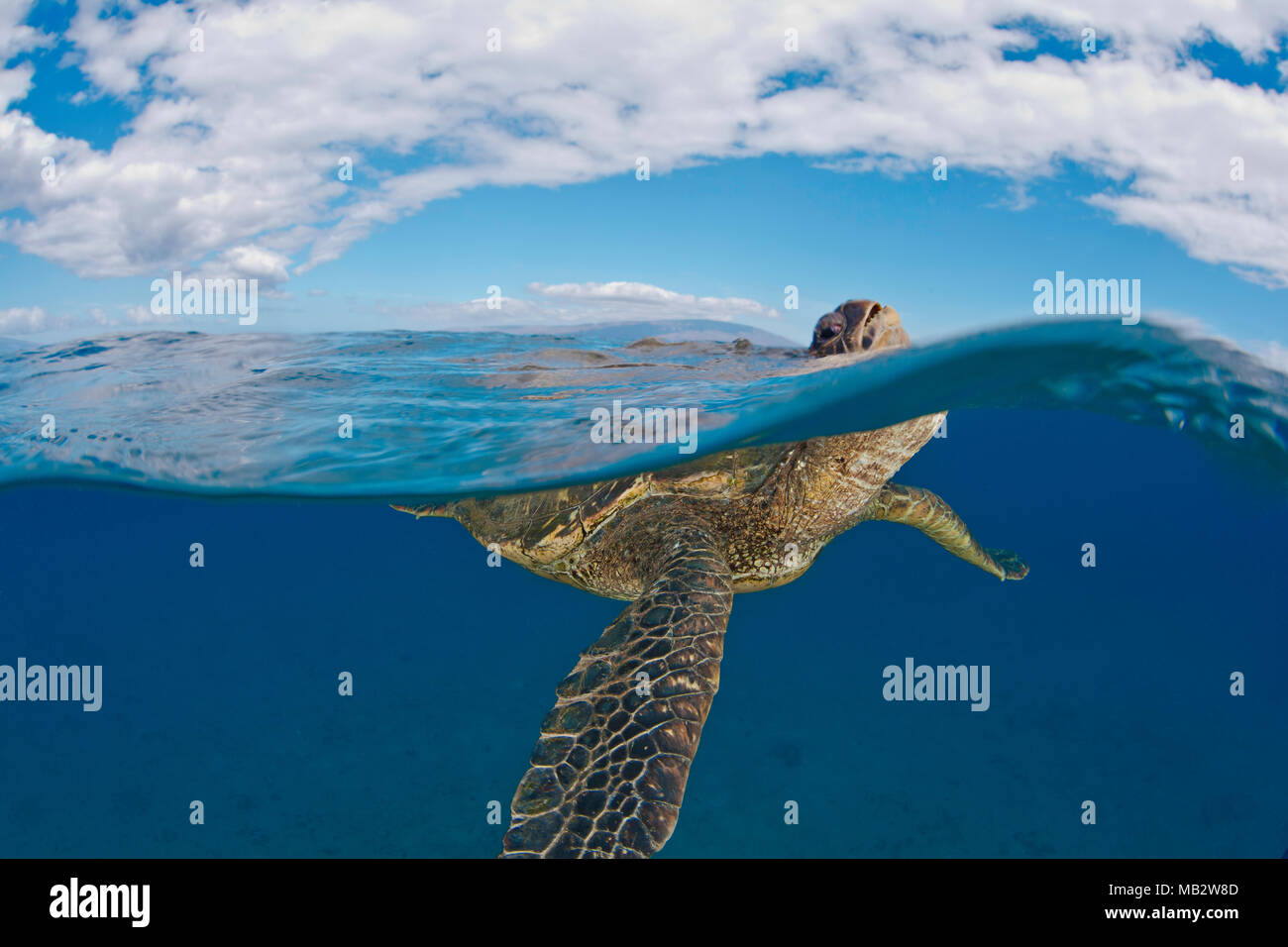 Eine grüne Meeresschildkröte, Chelonia mydas, hebt sie den Kopf über der Oberfläche für einen Atemzug, eine bedrohte Art, Hawaii. Dieses Bild ist keine digitale c Stockfoto