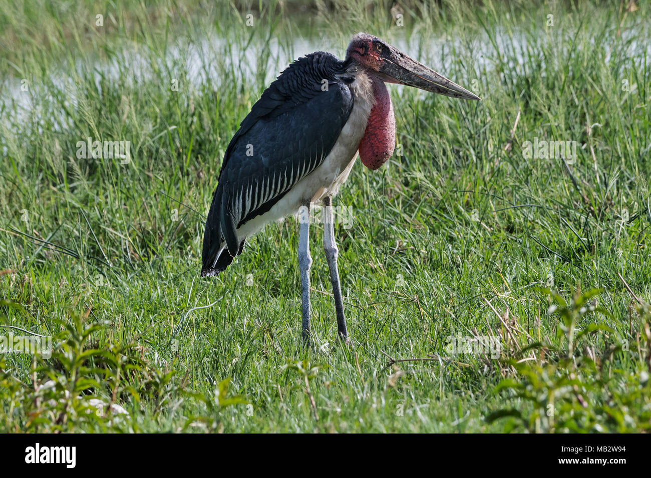 Marabu (Leptoptilos crumeniferus), See Awasa, Äthiopien Stockfoto