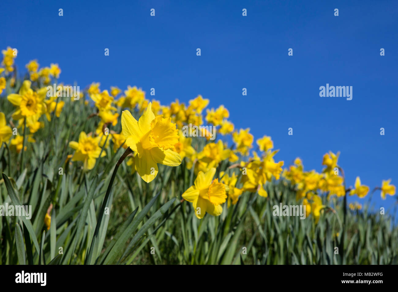 Ein Teppich von schönen Frühling Narzissen auf dem grasbewachsenen Ufer an den Klippen Pavillion in Southend-on-Sea, Essex, Großbritannien. Stockfoto