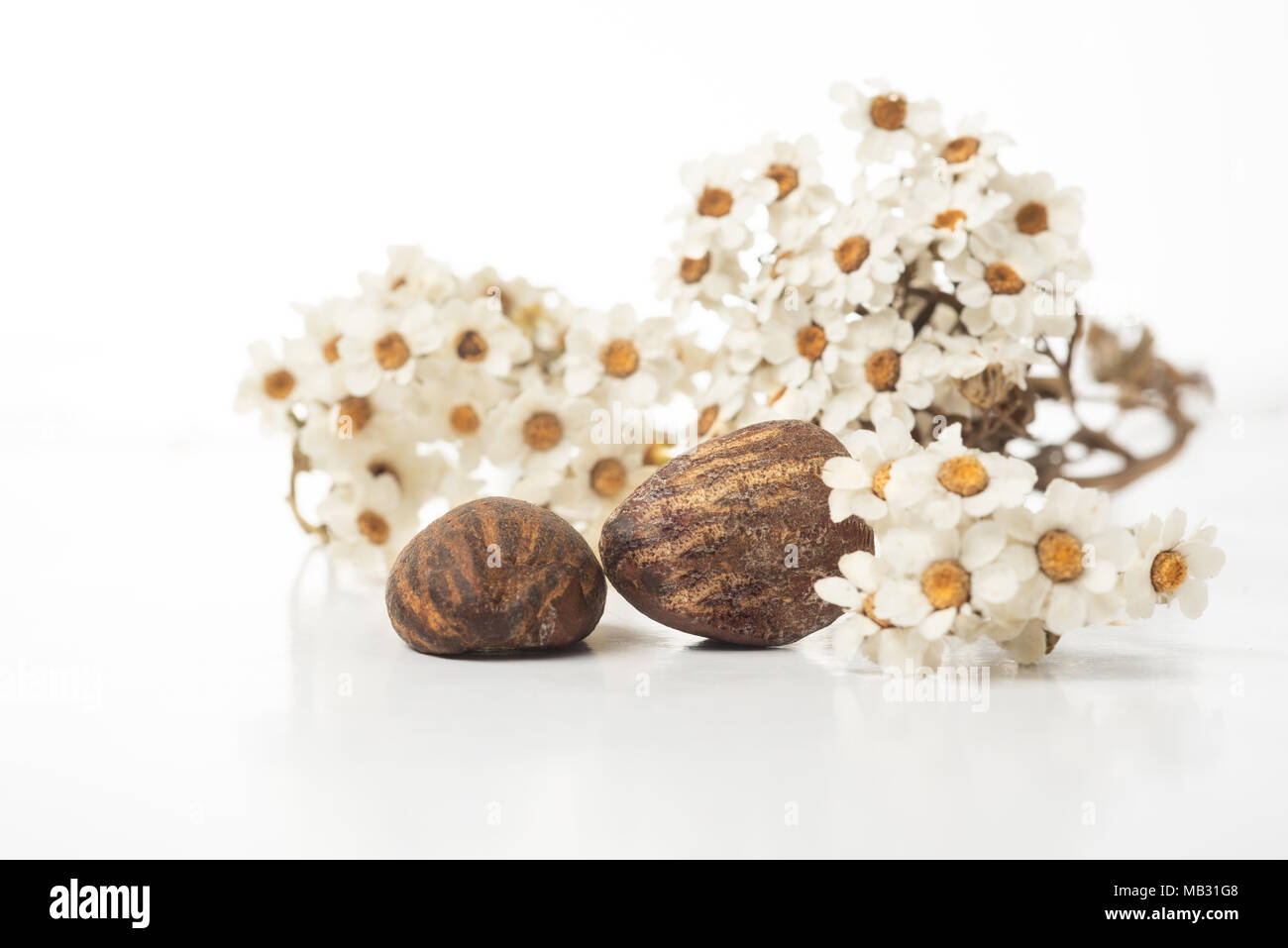 Shea Butter Muttern auf einen weißen Hintergrund mit Blumen. Platz kopieren Stockfoto