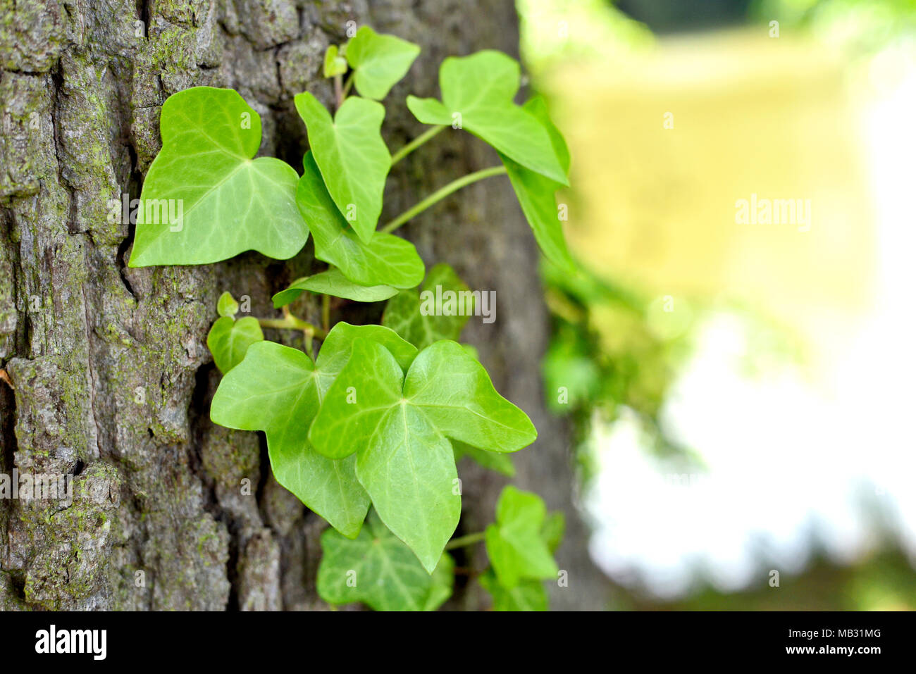 Wachsende oder klettern Efeu auf einem Baumstamm, closeup Shot mit kopieren. Stockfoto