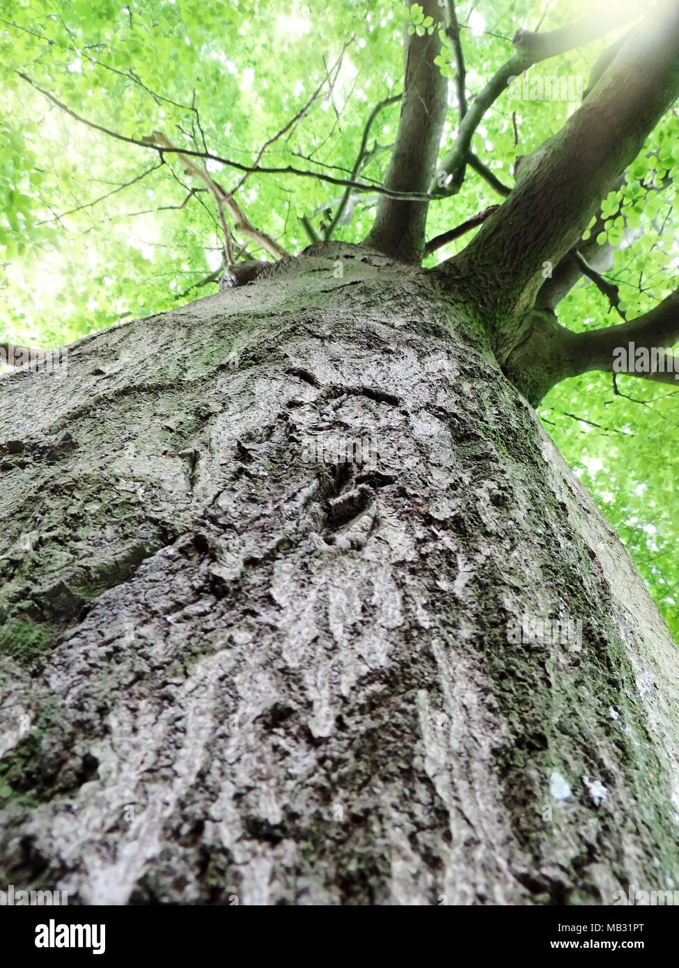 Hohe Eiche Baum mit grünen Blättern oder Sommer tree top. Low Angle View eines alten Baumes im Sommer. Stockfoto