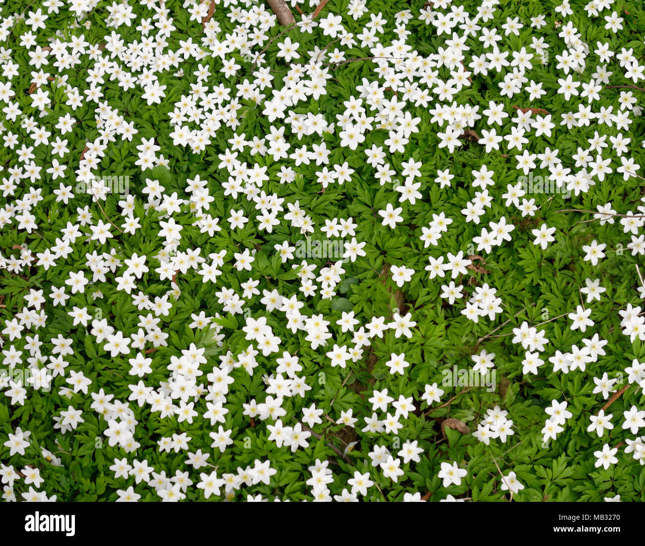 Buschwindröschen (Anemone officinalis), Hintergrundbild, Oberbayern, Bayern, Deutschland Stockfoto